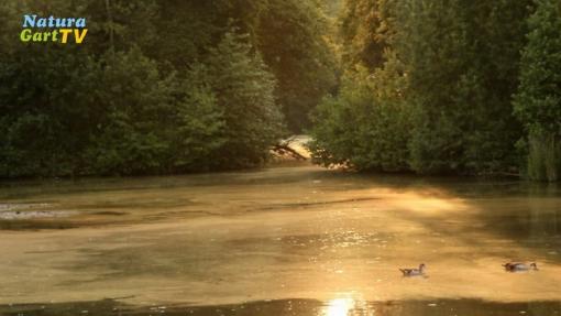 Klares Wasser, wenig Algen im Teich