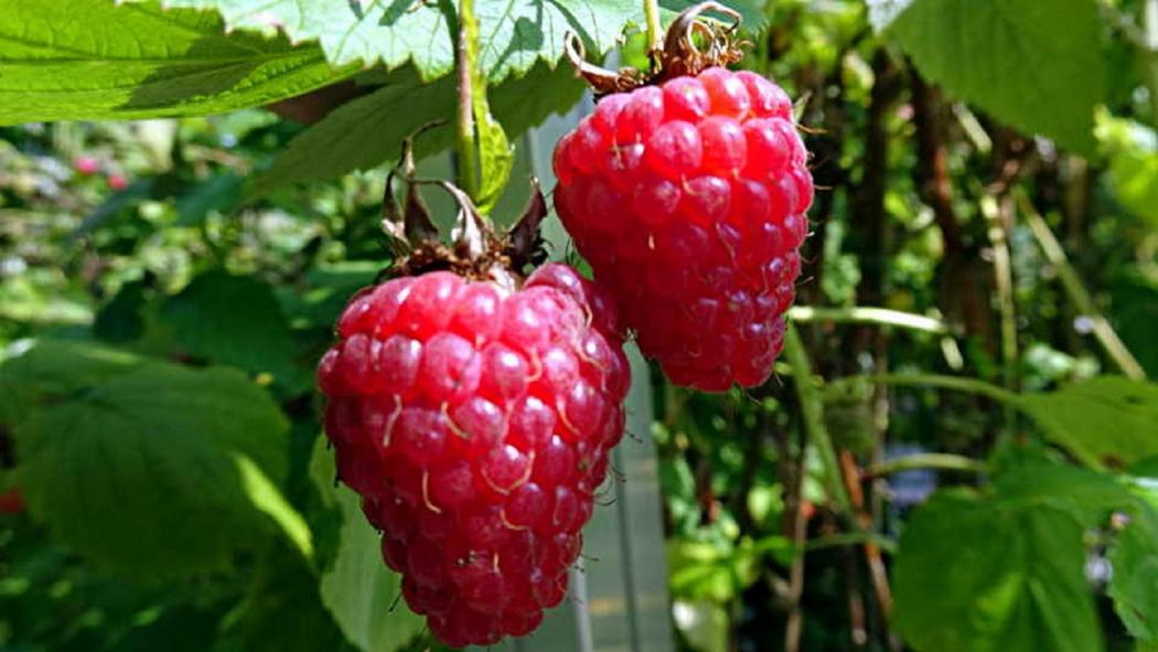 weitere | Stachelbeeren, | und Johannisbeeren, Nüsse Beerenobst Sorten Himbeeren