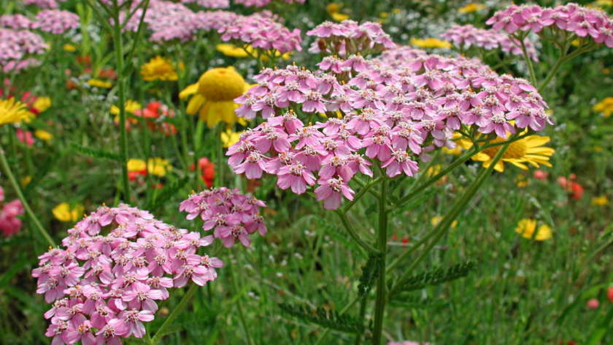 Sommerblumen im Park