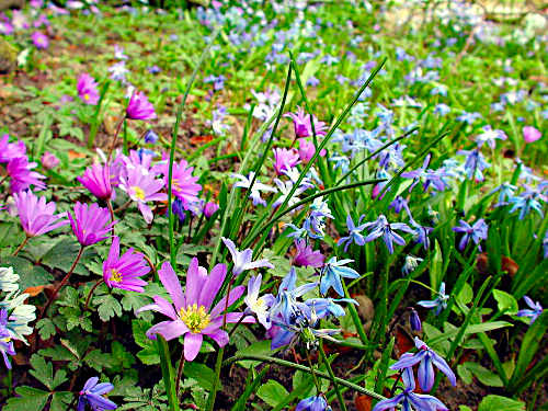 Blumenzwiebeln unter Bäumen