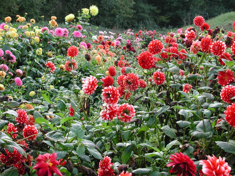 Juni - An die Bewässerung denken