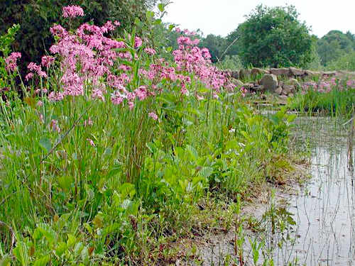 Teiche planen, bauen, pflegen - Tipp 1