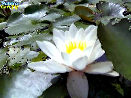 NaturaGart Nachrichten vom 29.7.2013