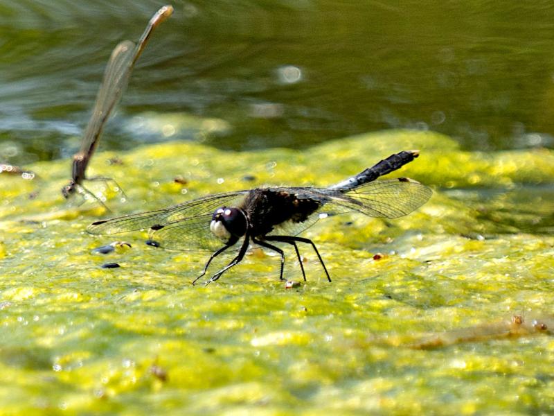 Libellen: Spektakuläre Flugkünstler über dem Wasser