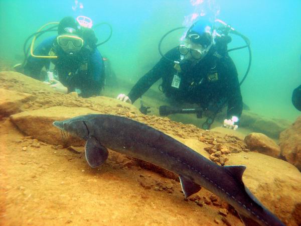 Null-Toleranz für Fischquäler