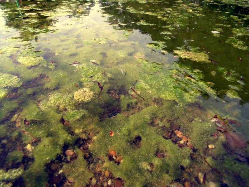 Flockige Schwebealgen im Gartenteich