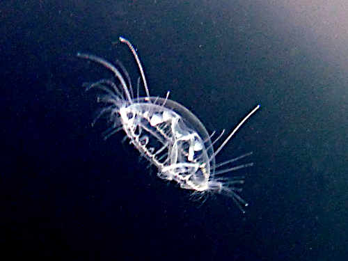 Seltene Süßwasser-Qualle