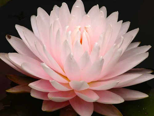 Seerose Nymphaea Gloire de Temple-sur-Lot