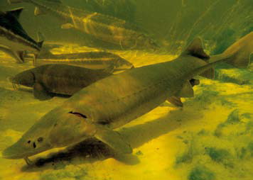 Filtergräben sind ab 30m² Teichoberfläche sinnvoll