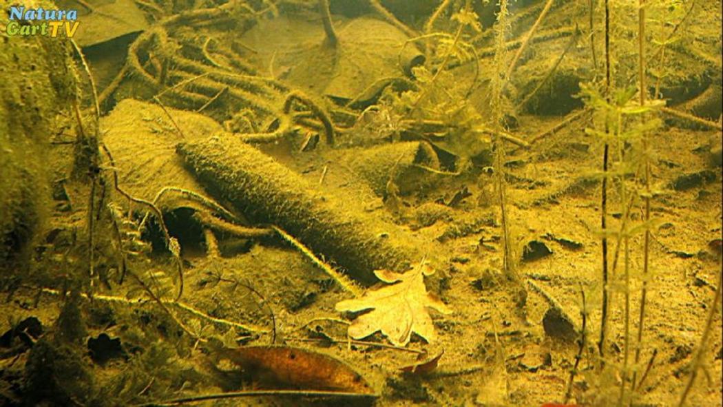 Sediment & Nährstoffe verstehen