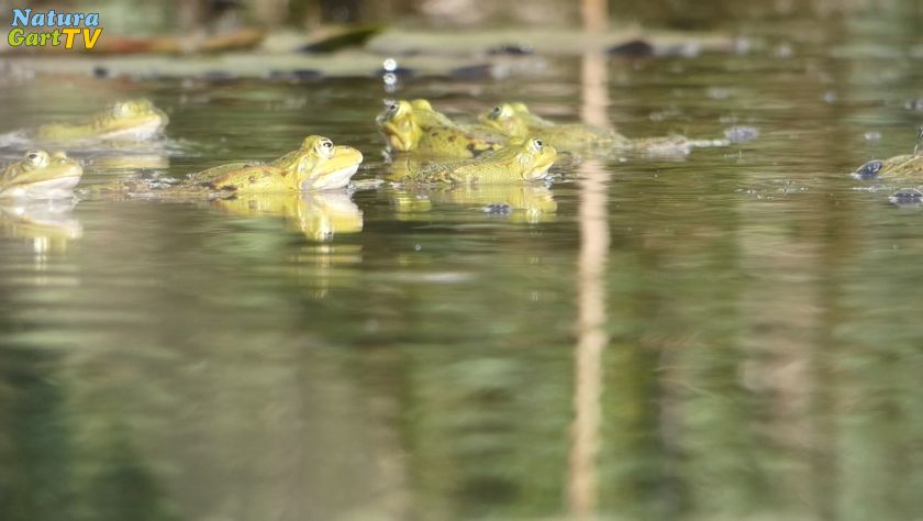 NaturaGartInitiative Teiche im Außenbereich NaturaGart TV