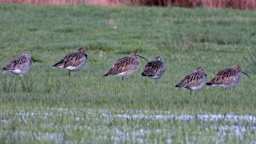Entwurf eines Management-Konzeptes für großflächige Feuchtgebiete in Westfalen