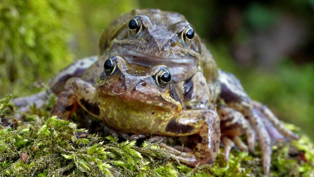 Tiere und Pflanzen an Teichen