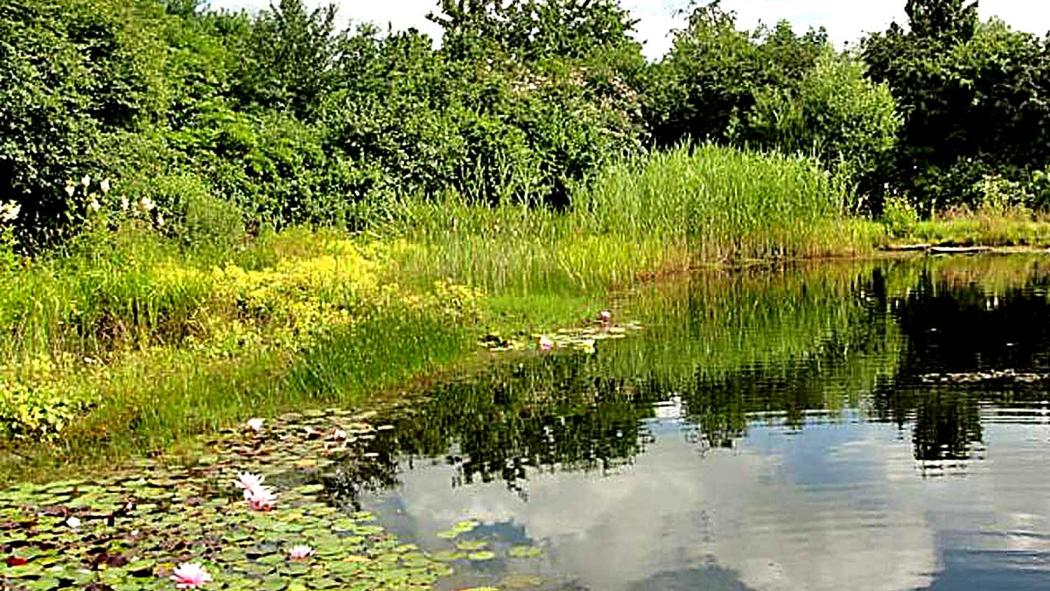 Folienteiche und Naturschutz