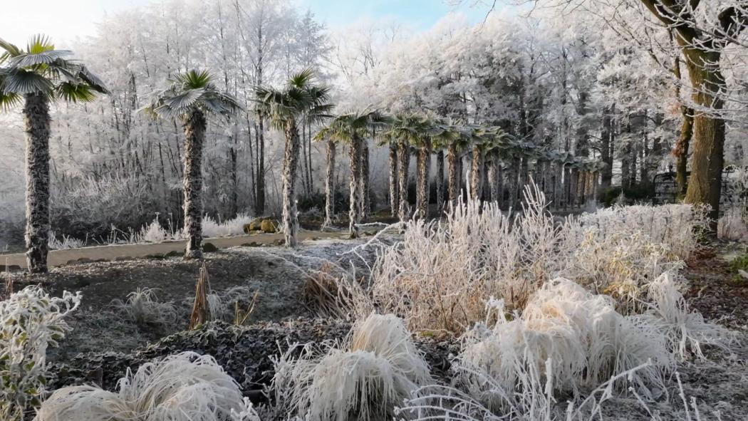 NaturaGart Newsletter 04. Dezember 2025