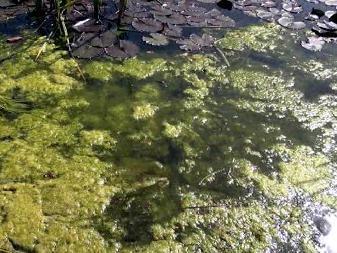 Entstehung und Vermeidung von Algen im Gartenteich