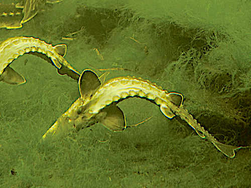 Schlafende Störe mit einem "Konstruktionsfehler"