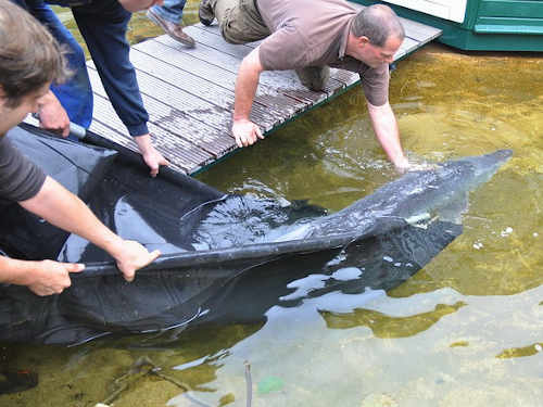 Ankunft des ersten Beluga Störs im NaturaGart Park