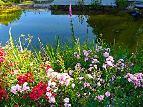 Bienenfreundliche Gärten helfen beim Artenschutz