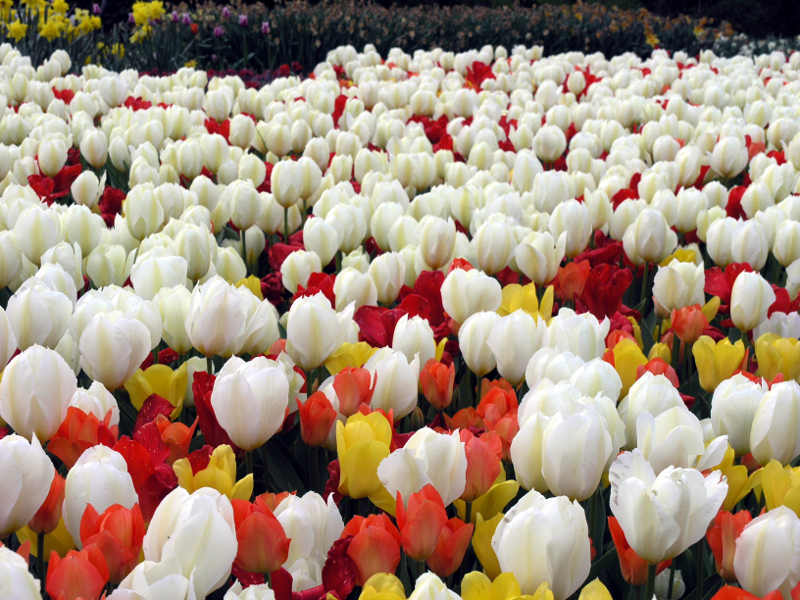 Blumenzwiebeln für einen farbenfrohen Lenz