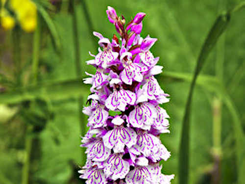 Orchideen Kartierung im NaturaGart Park - von Knabenkräutern und Fingerwurzen