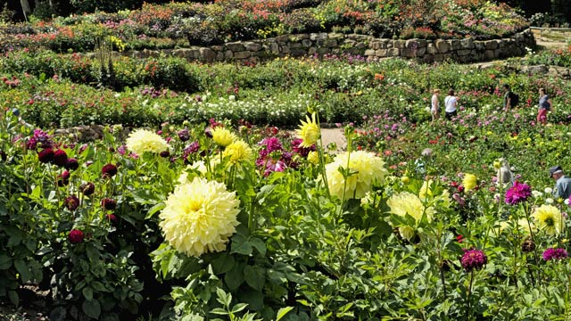 NaturaGart Newsletter 14. August 2025