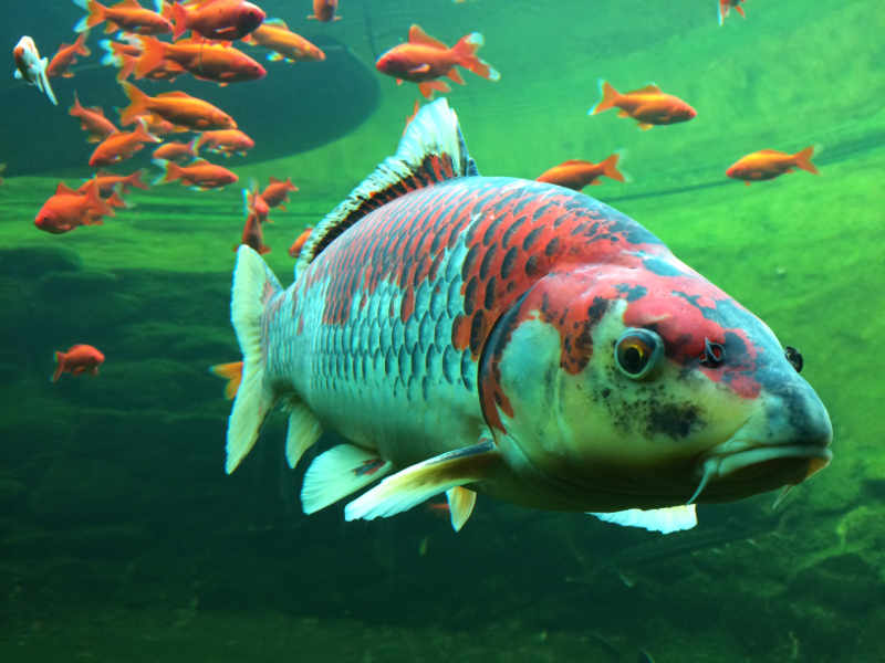 5 Fischteiche in 10 Varianten