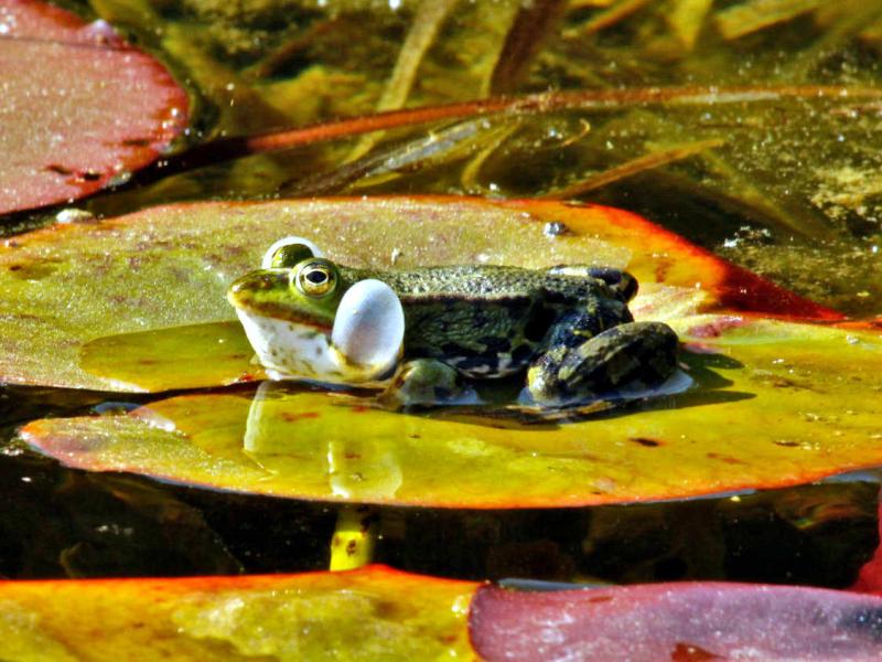 So erhalten Gartenteiche die biologische Vielfalt