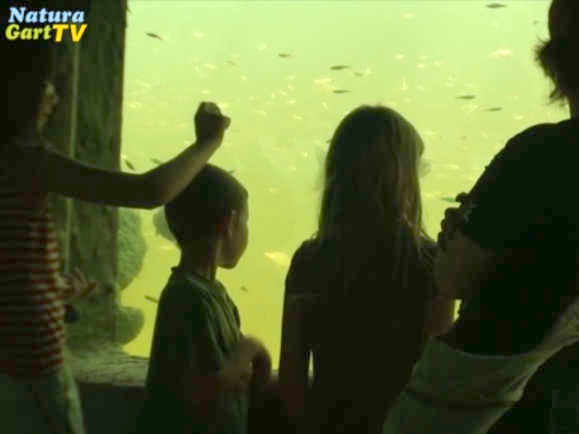 Umsetzaktion der großen Störe ins Kaltwasseraquarium