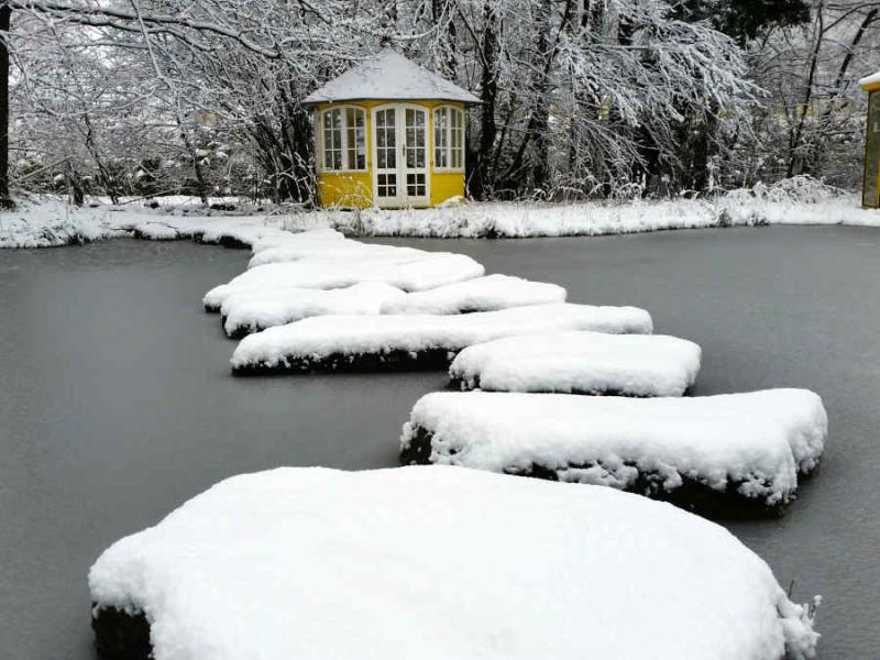 Fische im zugefrorenen Teich