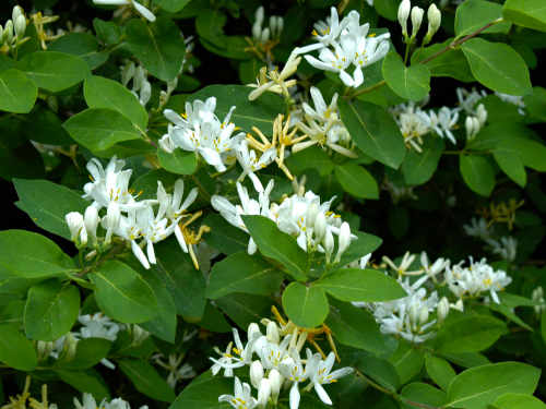 Blühende Grundstücksbegrenzungen für Ihren Garten