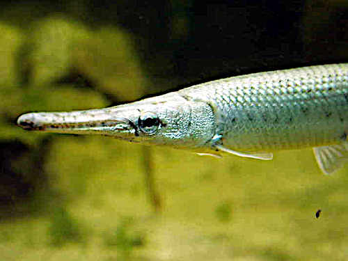 Knochenhechte im Teich