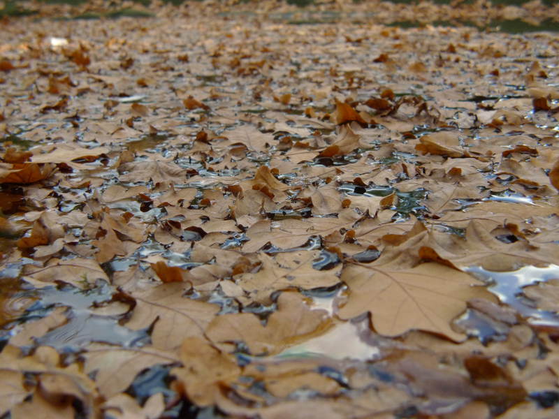 Kostenüberblick für Laubschutz am Teich
