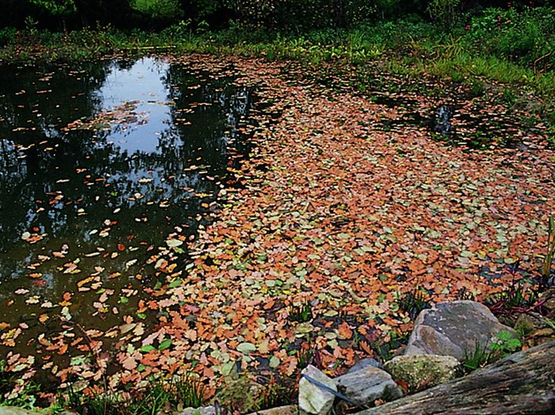 Oktober - Herbst am Gartenteich