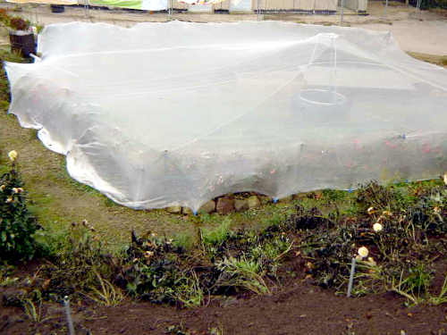 Der Herbstwind bringt Laub in Teich und Garten