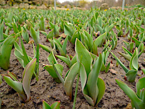 Frühlingsblüte stark verzögert