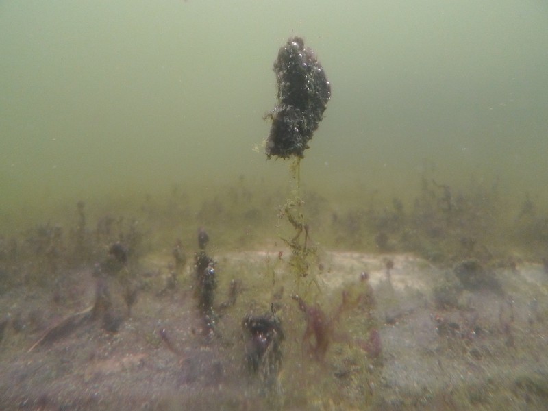Bio-Schicht am Bodengrund