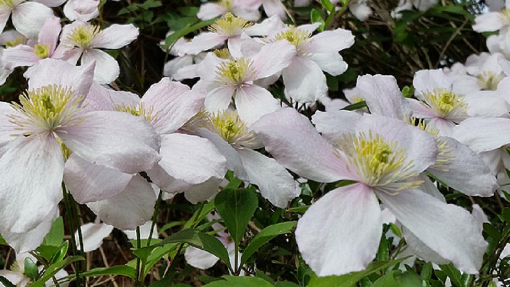 Kletterpflanzen-Sortimente