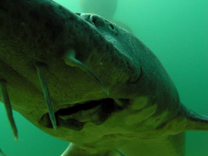 Neue Störe im Aquarium