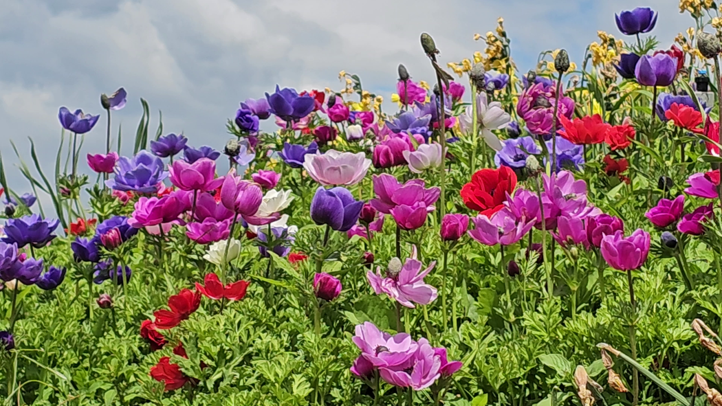 NaturaGart Newsletter 29. Mai 2025