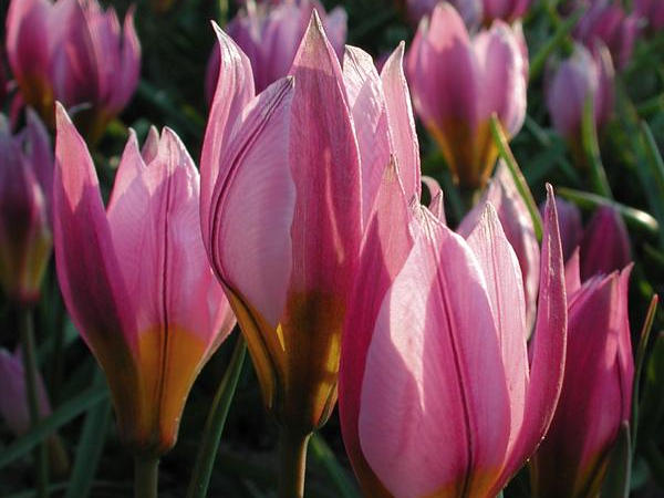 Gartentermine für den September