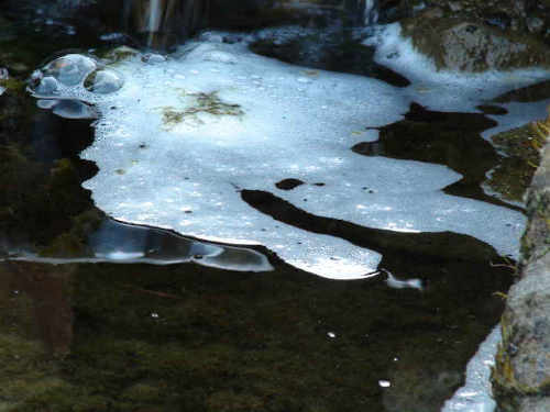 Schaum im Gartenteich