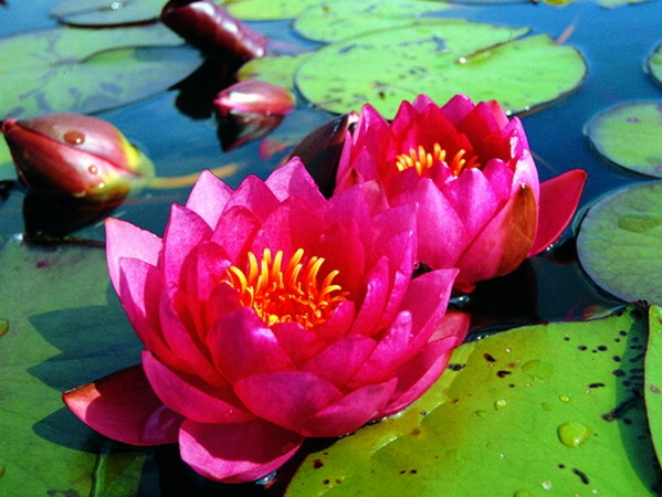 Kein Gartenteich ohne Pflanzen - Teil 5