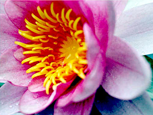 Fest zur Seerosenblüte