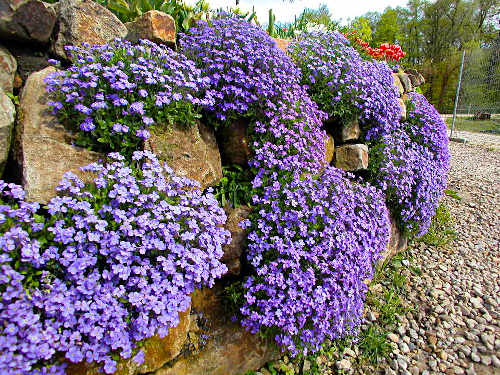 Es blüht aus allen Spalten