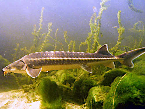 Stör ist Fisch des Jahres 2014!