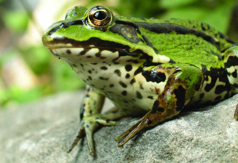 Pflanzen und Tiere am Teich