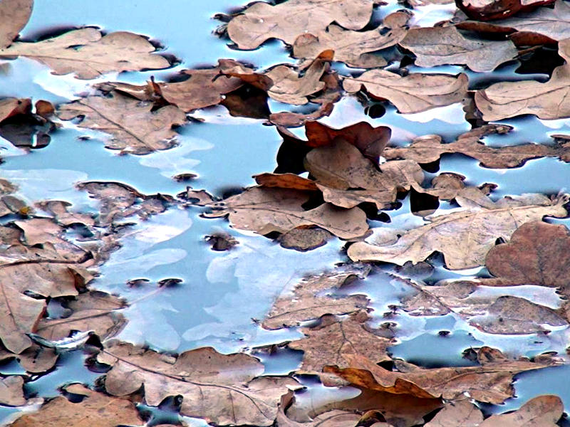 NaturaGart-Video zum Thema Teichabdeckung im Herbst