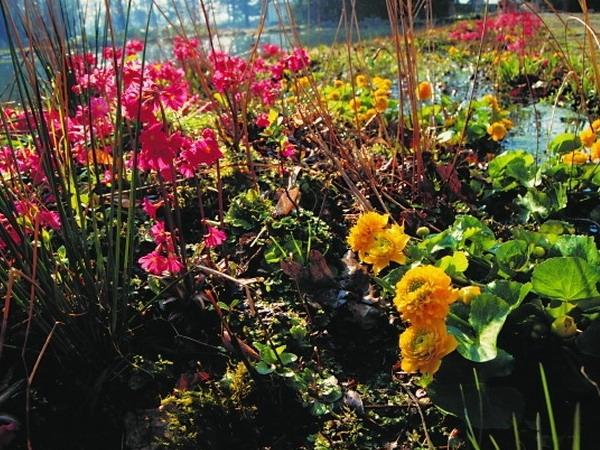 Kein Gartenteich ohne Pflanzen - Teil 3