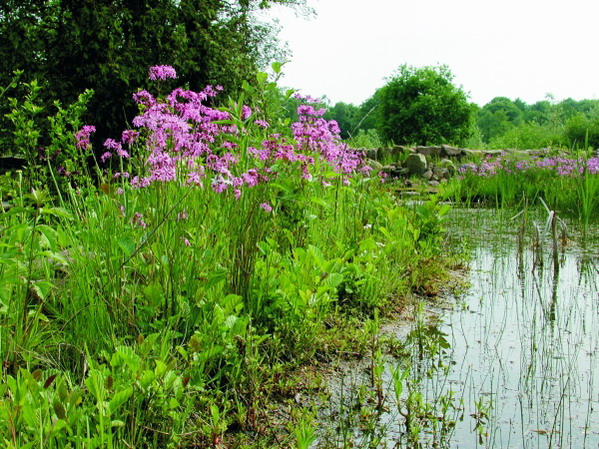 Kein Gartenteich ohne Pflanzen - Teil 1